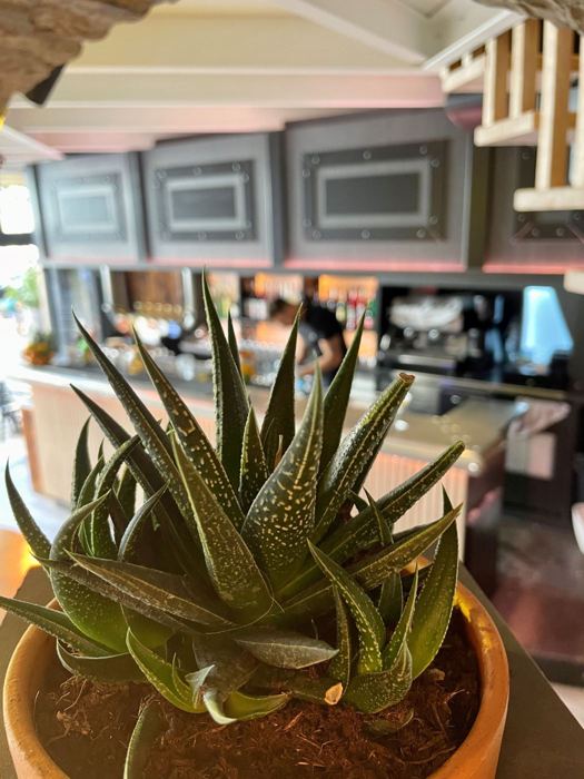Aloe vera sur le comptoir